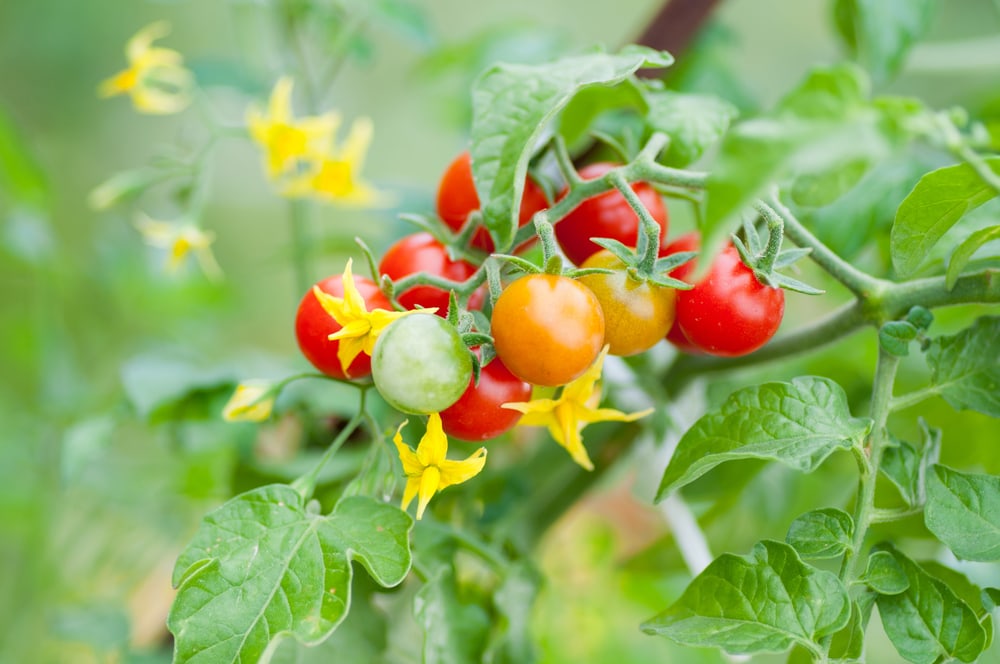 Mini tomatoes blooming in a plant