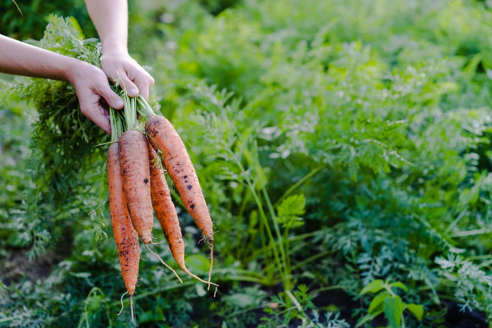 Carrot being picked up from the ground