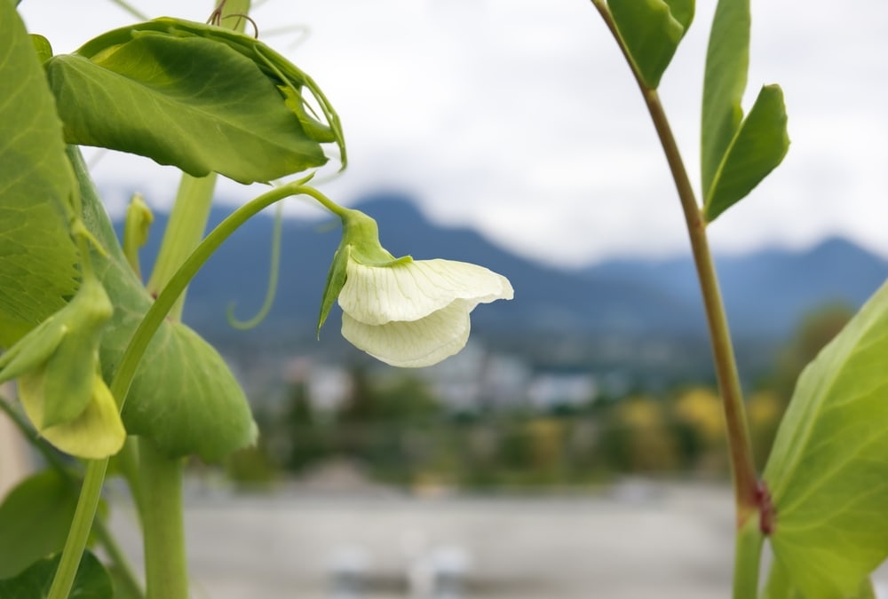 Focus shot of a white flower of turning to pea