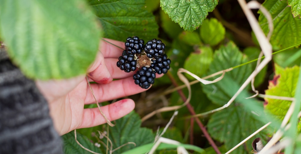 Black berries getting picked up from a plant