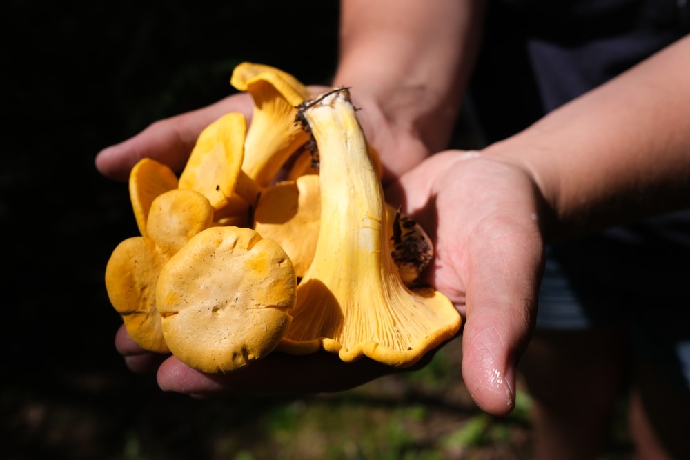 Mushrooms and nuts in the hands of a person