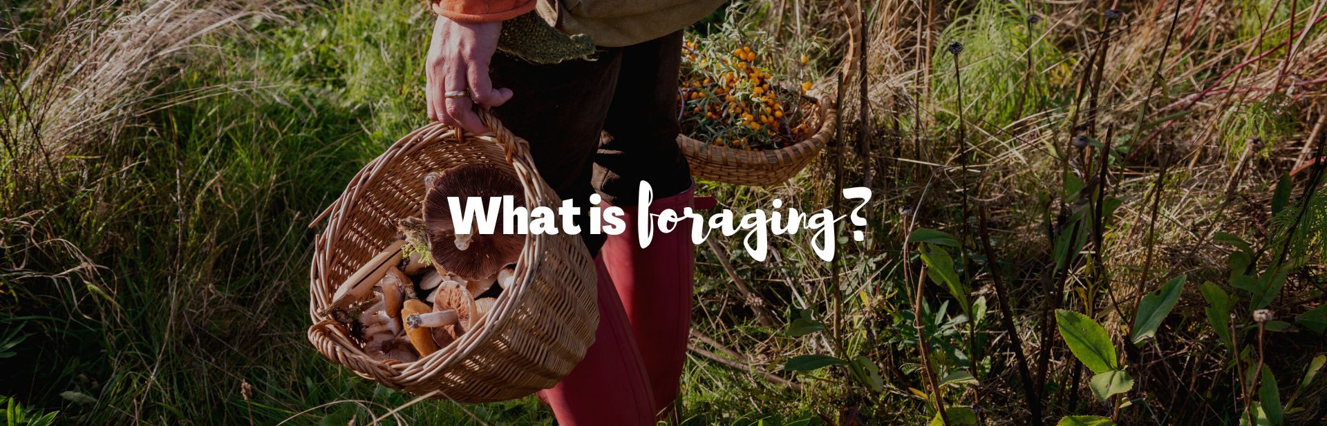 What is Foraging: Art, Science, or Cookery?