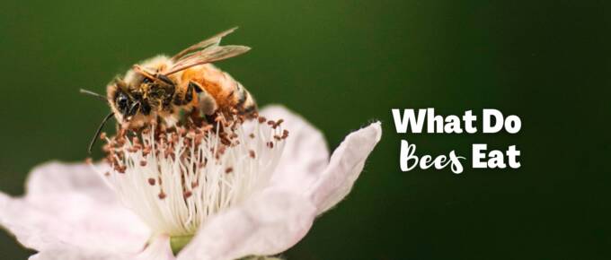 what do bees eat featured image