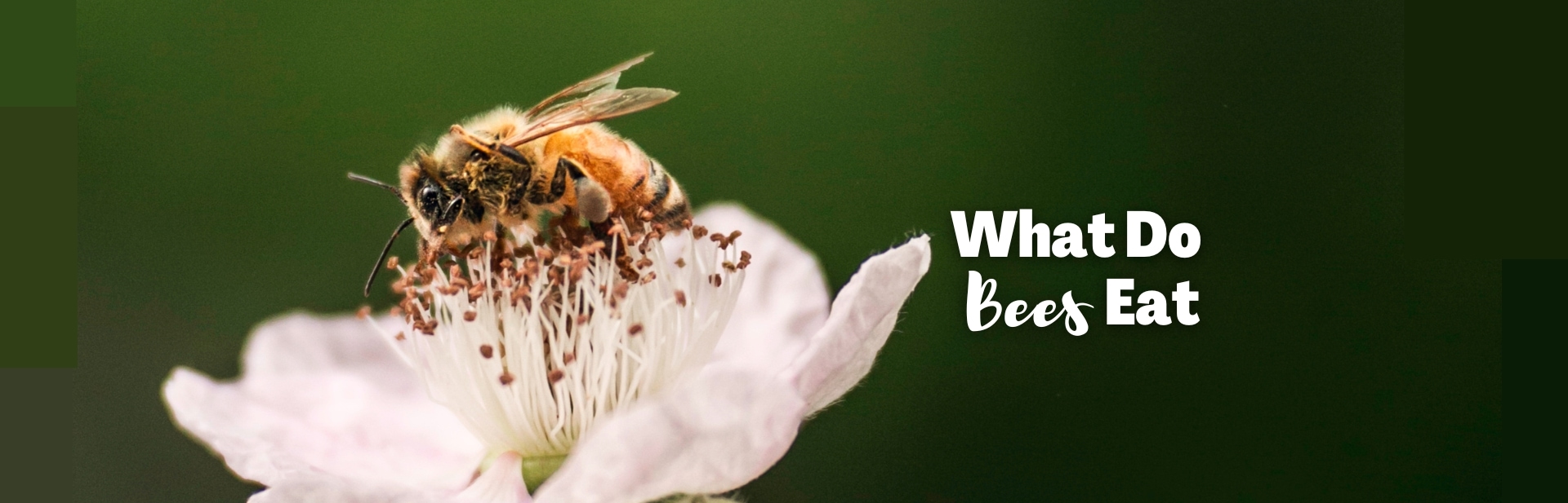 What Do Bees Eat? All About the Rich Diet of a Bee
