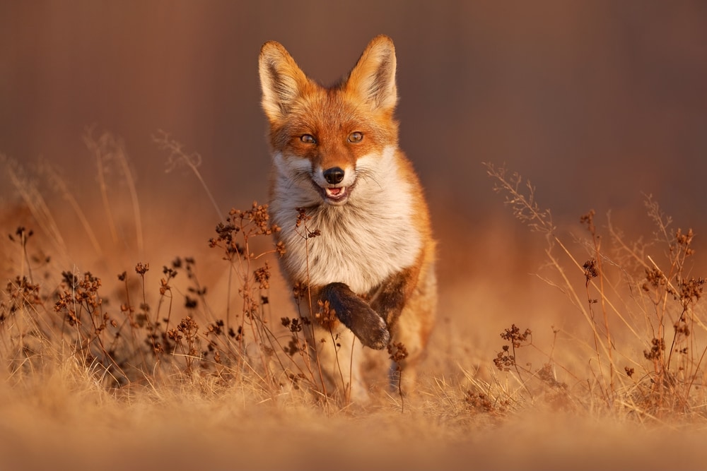 Fox running on dry fields