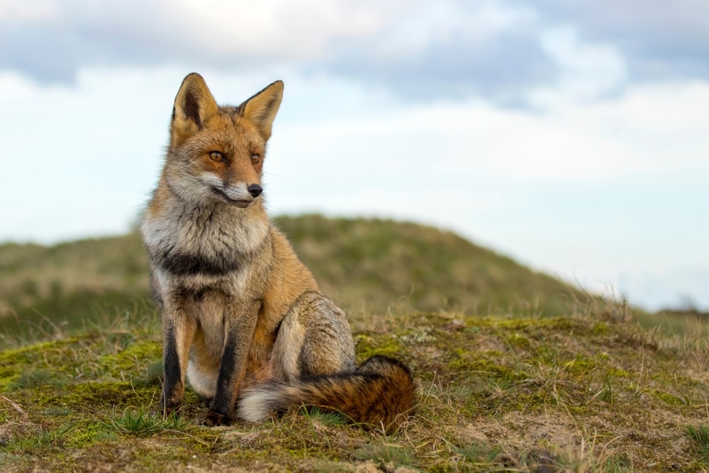 Fox standing on the mountain