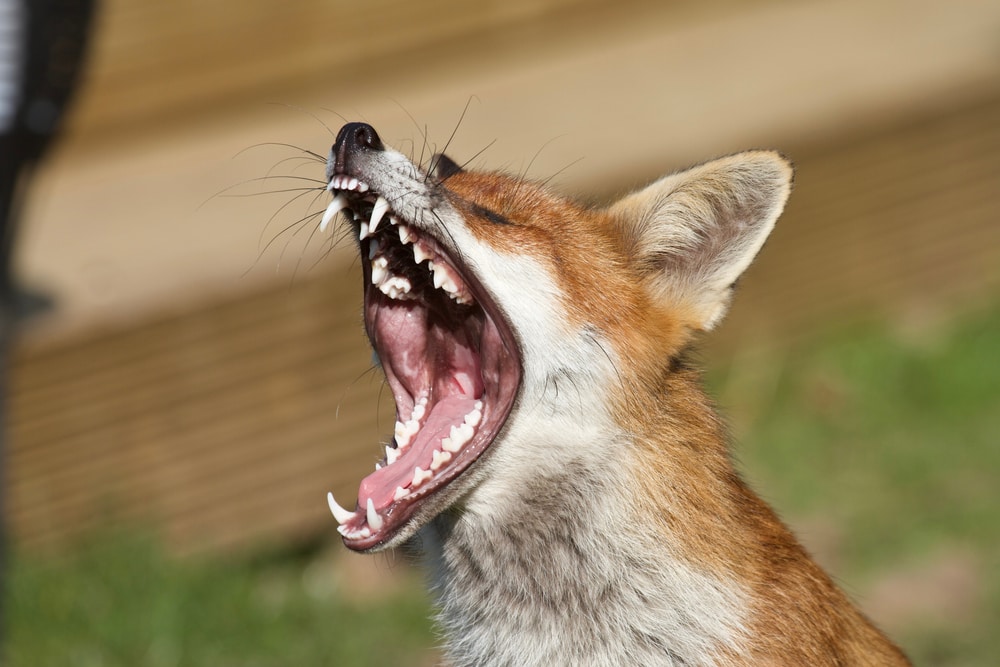 Fox yawning showing its teeth