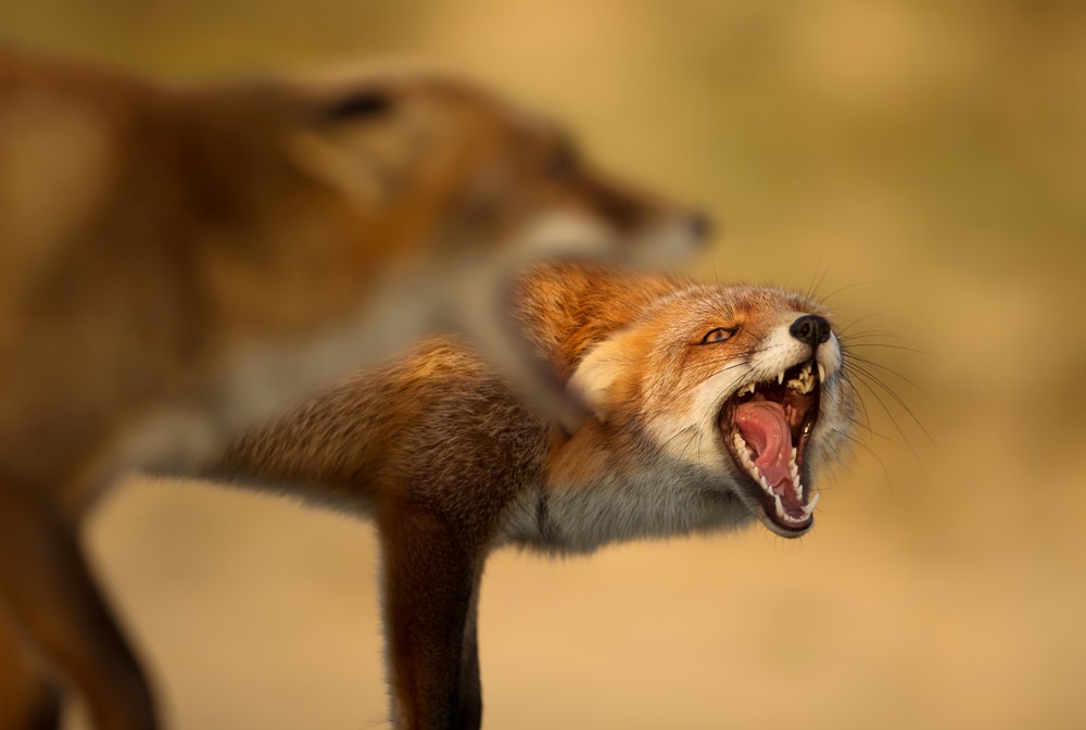 Fox shouting to another fox