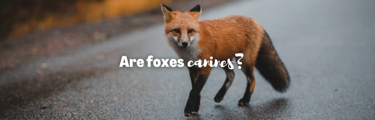 Are foxes canines featured image