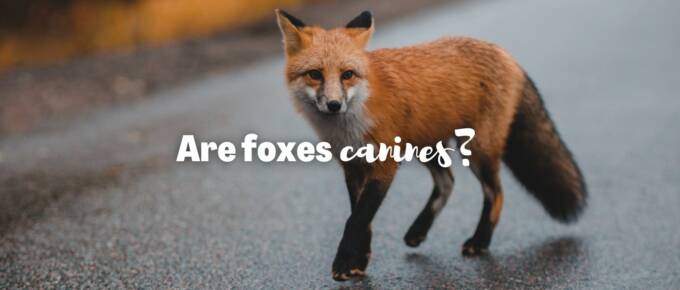 Are foxes canines featured image