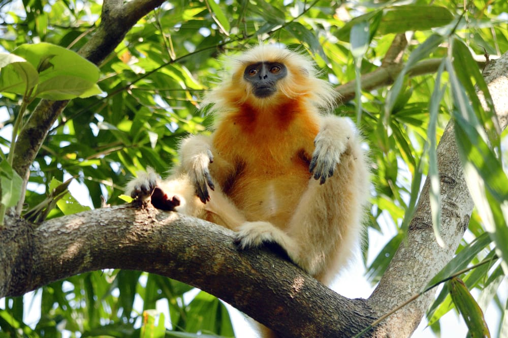 Golden langur sitting casually in the middle of a tree