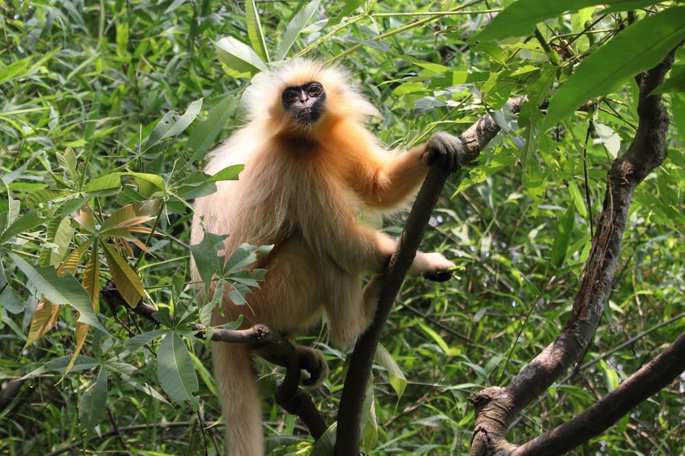 Golden langur in the middle of a tree