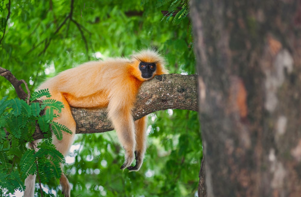 Golden langur laying on a branch of a tree