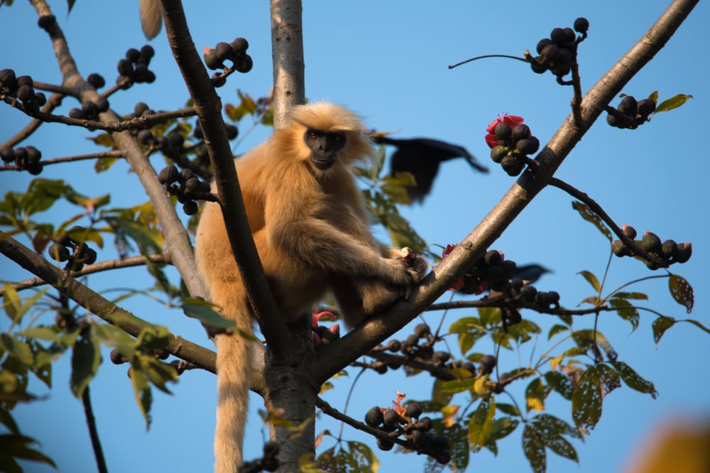 Golden langur eating on top of a tree