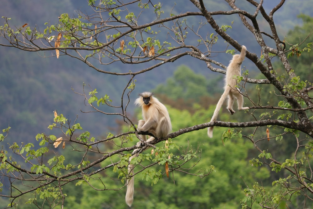 Two golden langur holding on thin branches of a tree