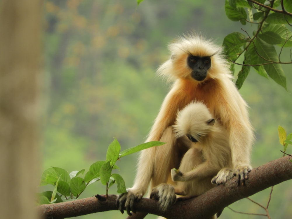 Golden langur with its baby staying on a branch of tree