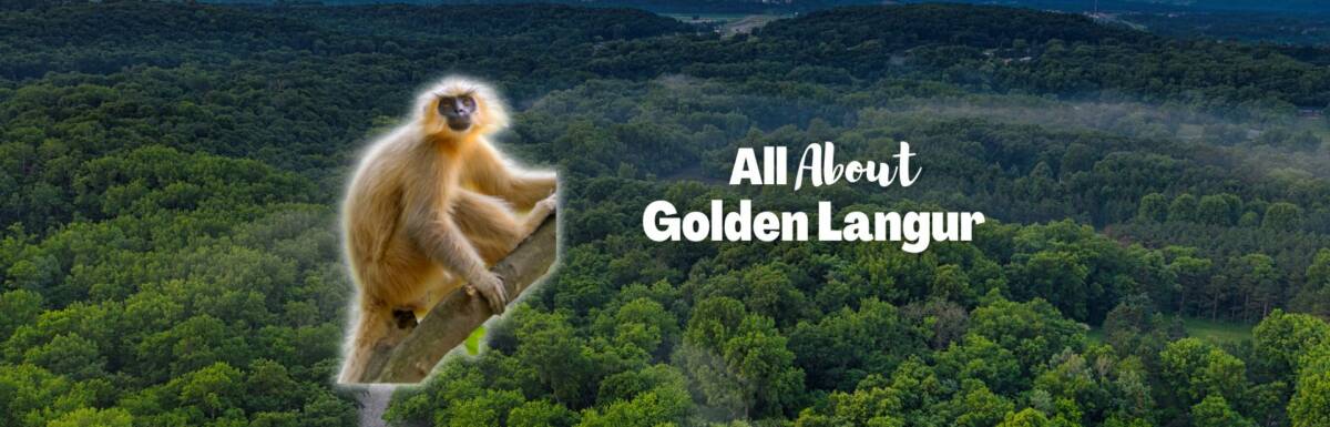 Golden langur featured image