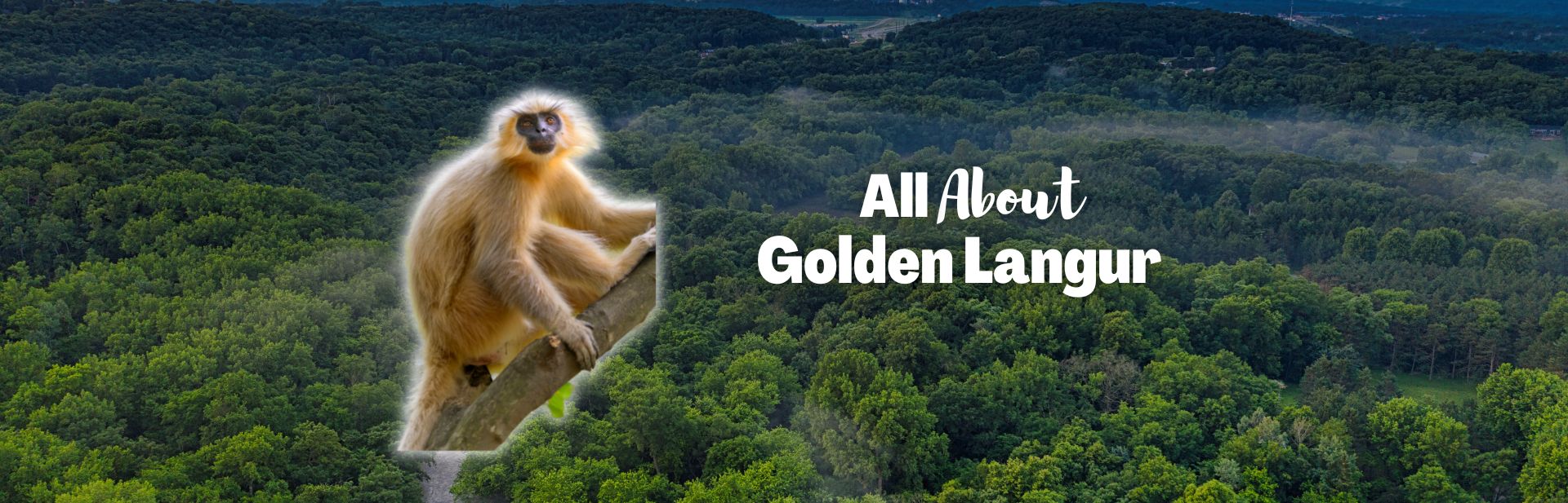 Meet the Golden Langur: A Rare Primate’s Secrets