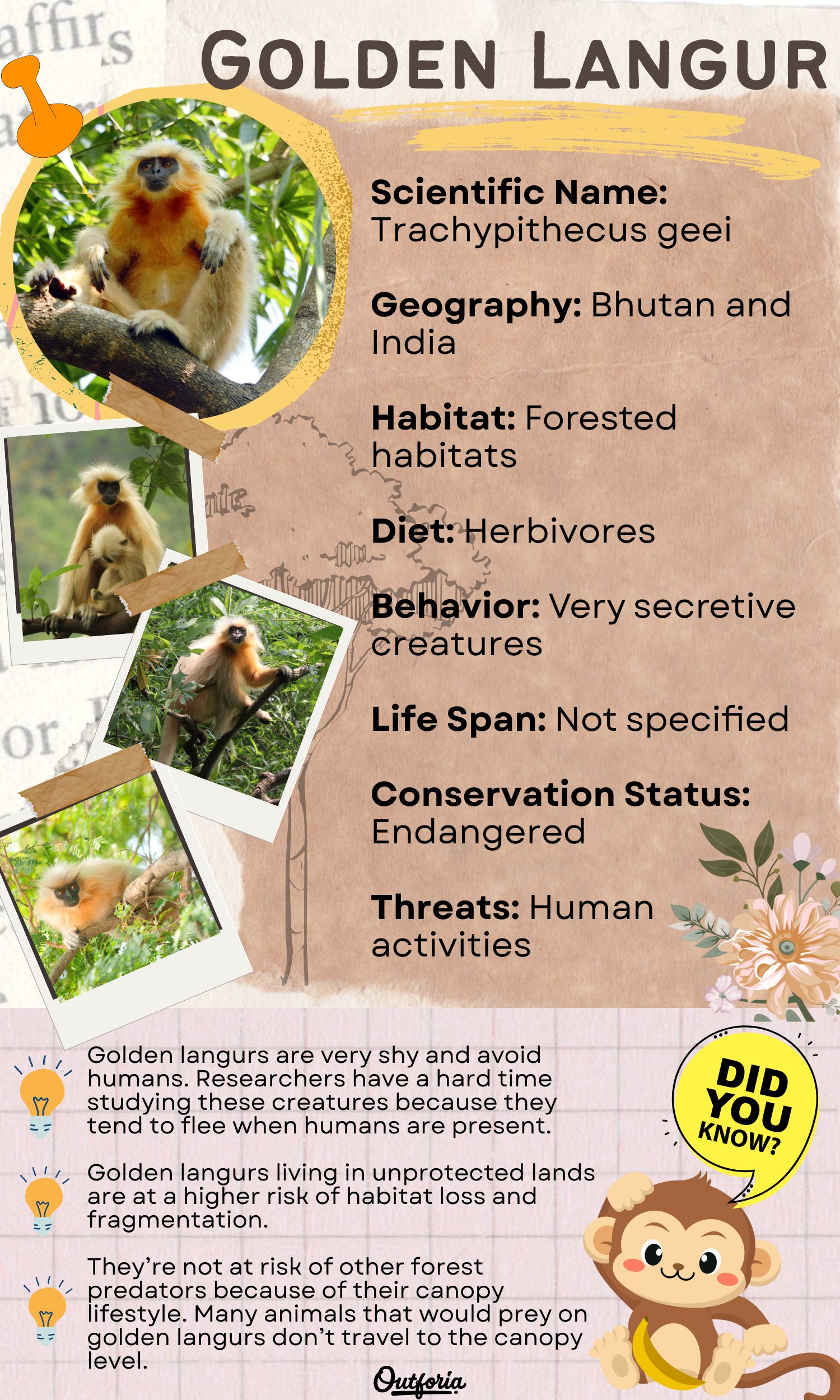 Chart about golden langur complete with facts, pictures, and more