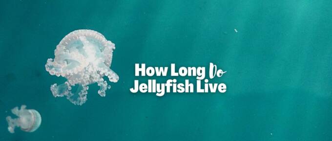 how long do jellyfish live featured image