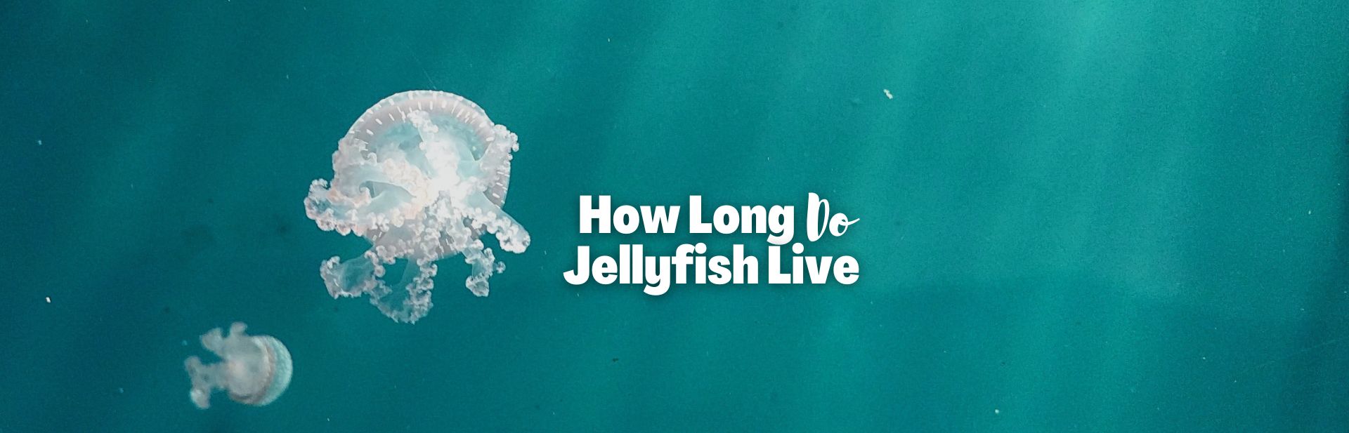 How Long Do Jellyfish Live? Sweet & Simple Lives