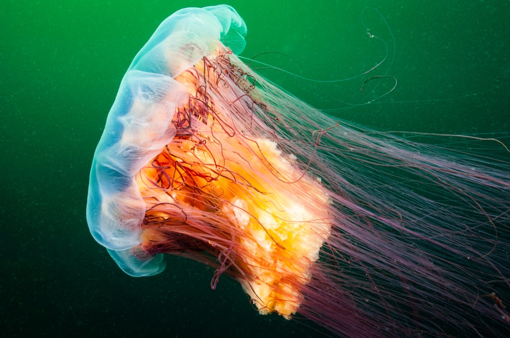 image of a lion's mane jellyfish drifting  underwater 
