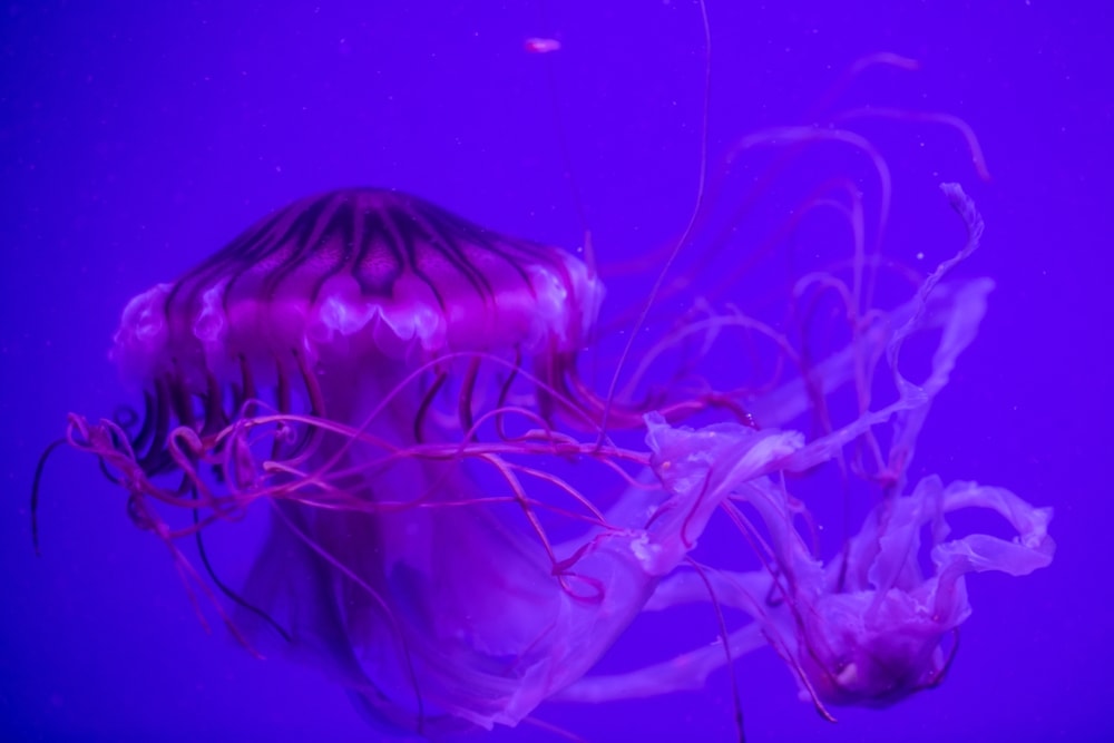 image of a Japanese sea nettle in an aquarium