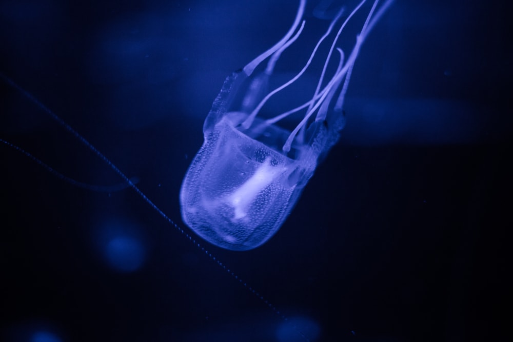 poisonous box jellyfish under a blue light in the water