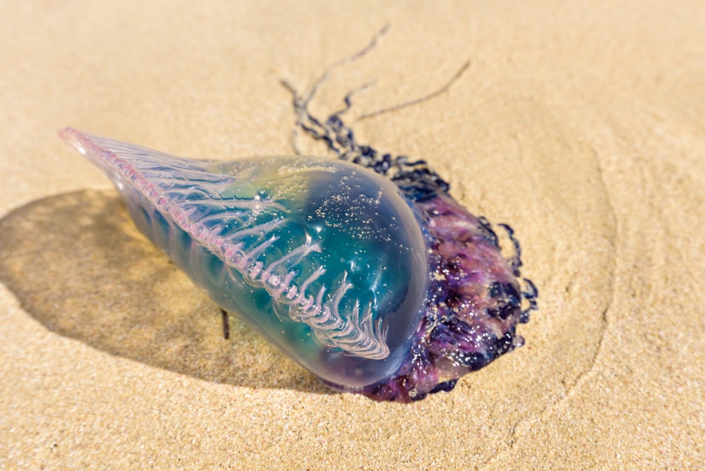 a dead Portuguese man o' war washed on the shore