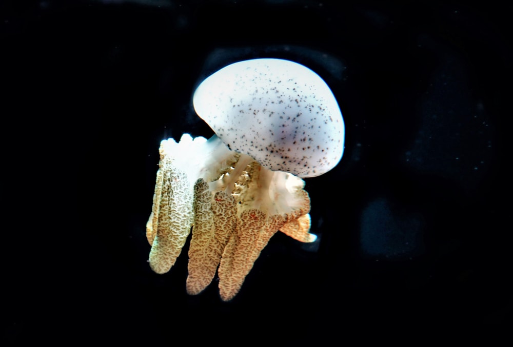 image of a leopard jellyfish from class Scyphozoa