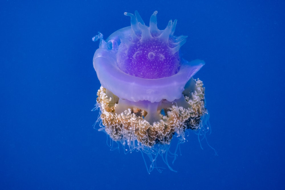 image of a crown jellyfish or cauliflower jellyfish floating in the sea 