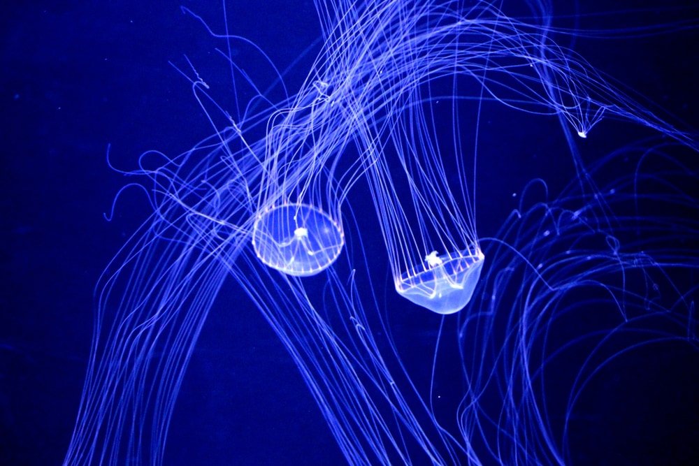 image of a crystal jellyfish floating underwater
