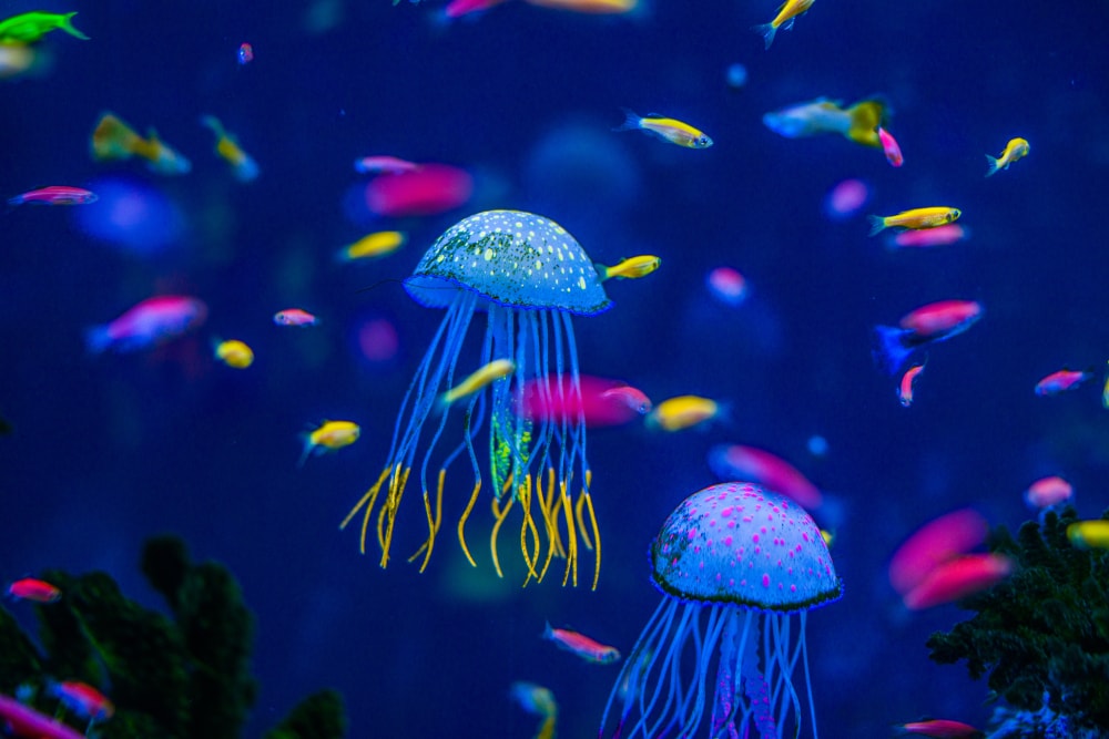 image of a colorful jellyfish in an aquarium
