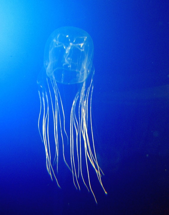image of an Australian box jellyfish underwater