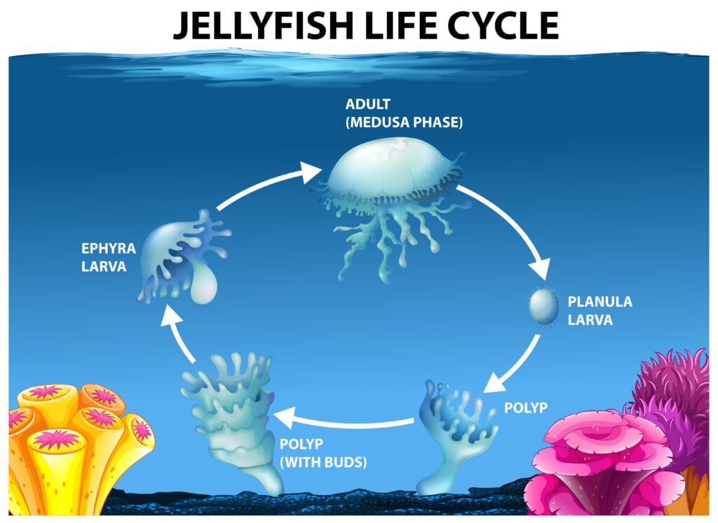 image of the life cycle of a jellyfish