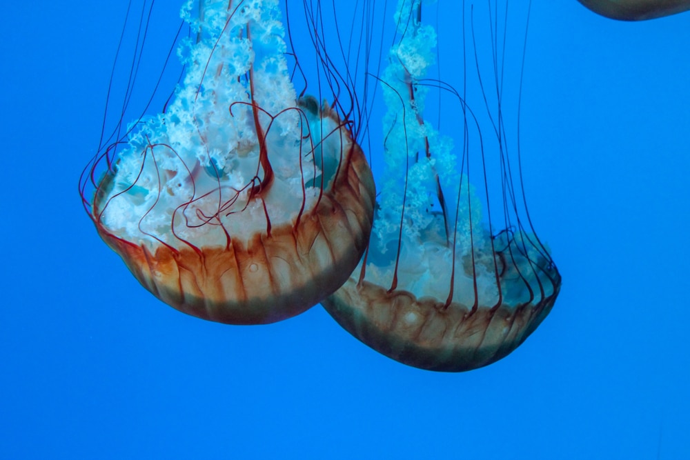 image of two jellyfish swimming downward underwater