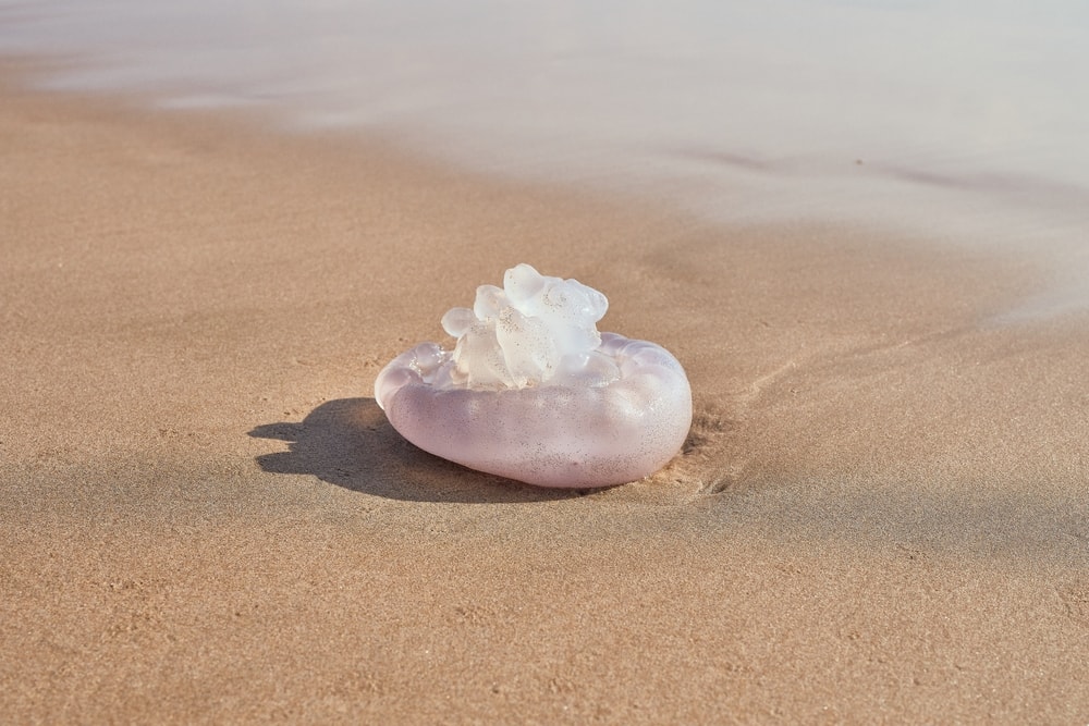 image of a jellyfish washed up on the shore