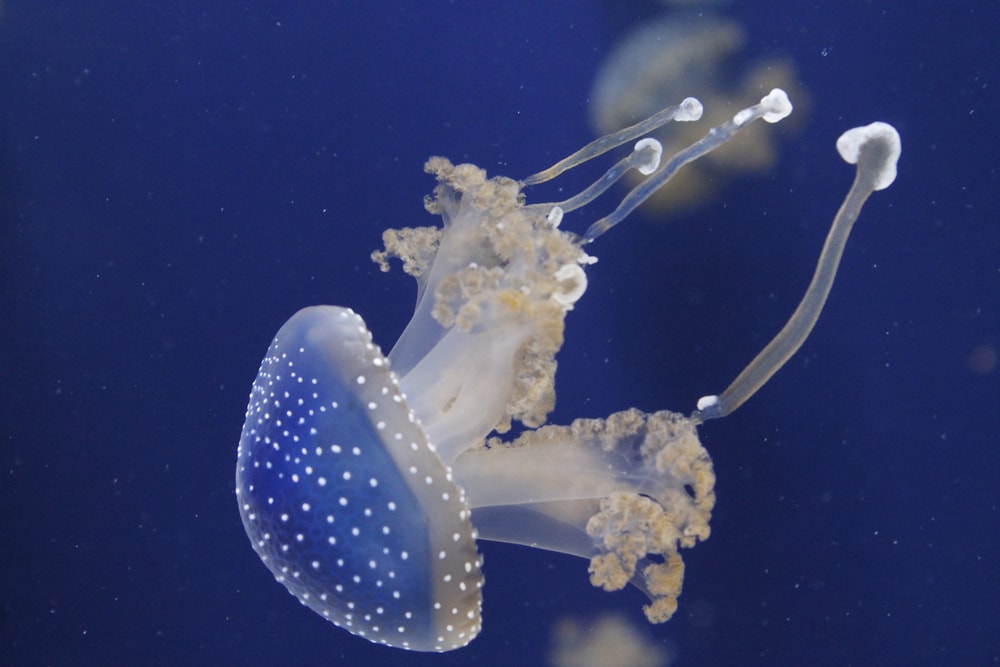 a white spotted jellyfish in the Pacific Ocean