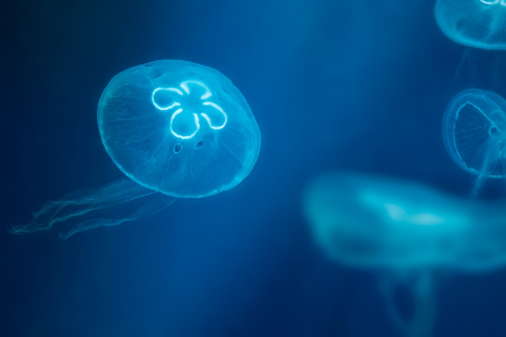 image of a moon jellyfish underwater glowing under a light 
