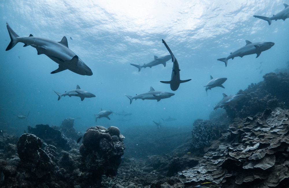 Group of sharks swarming above corals