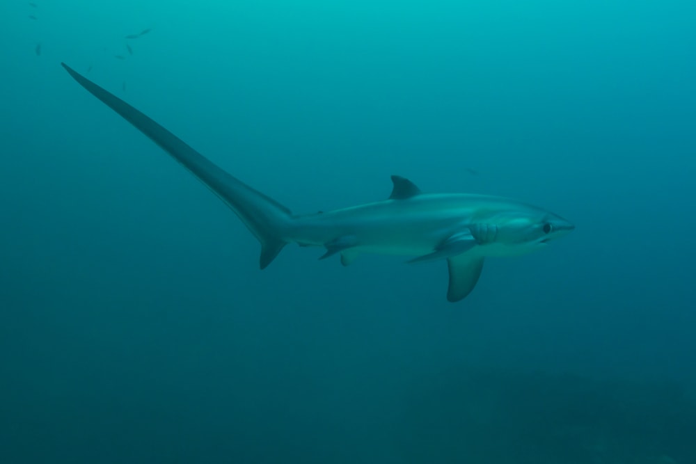 Common Thresher Shark (Alopias vulpinus) swimming in the bluish water