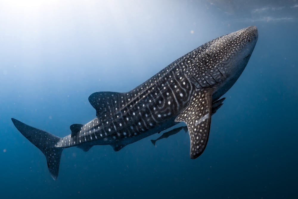 Whale Shark (Rhincodon typus) swimming up of the ocean