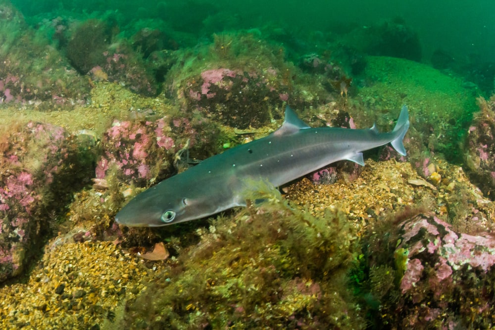 Spiny Dogfish (Squalus acanthias) in the corals