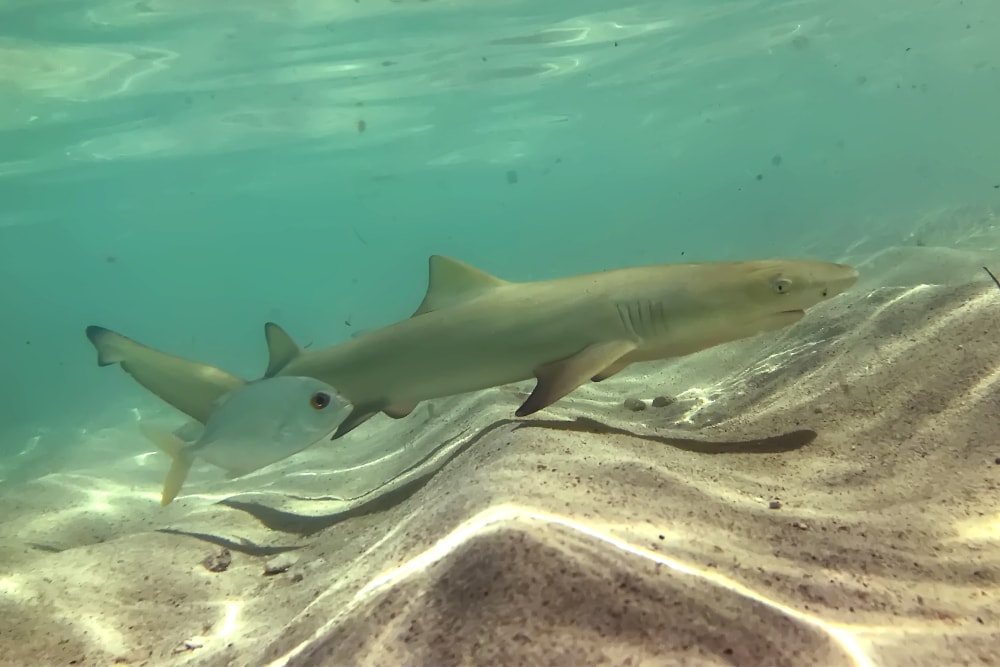 Sharks swimming on waved sands underwater