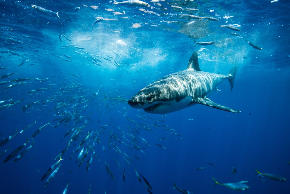 Shark swimming downwards with group of fish lining up