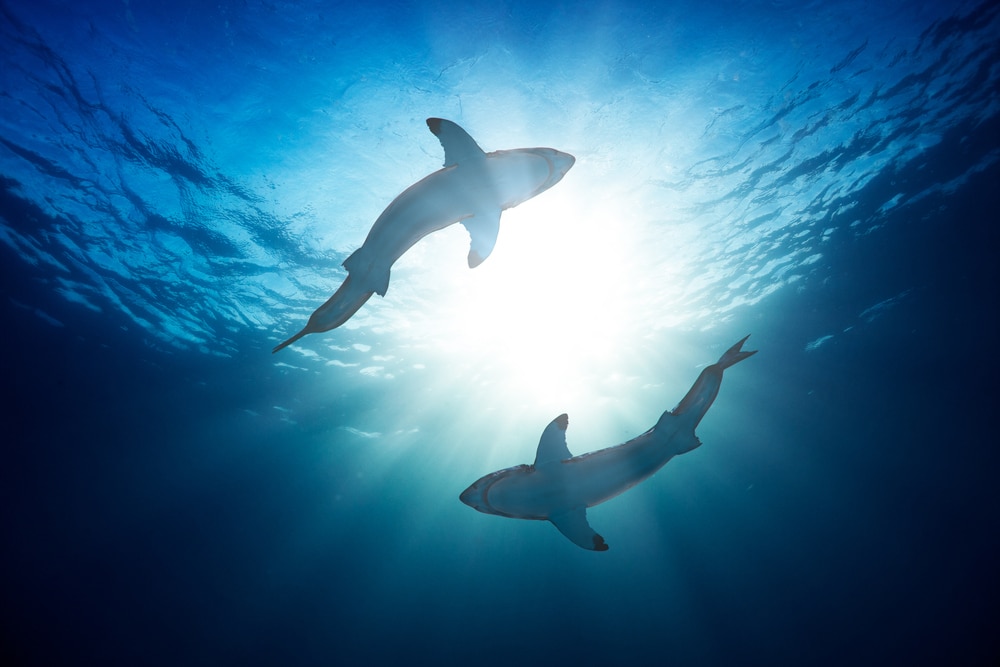 Two sharks circling in the ocean with sunlight