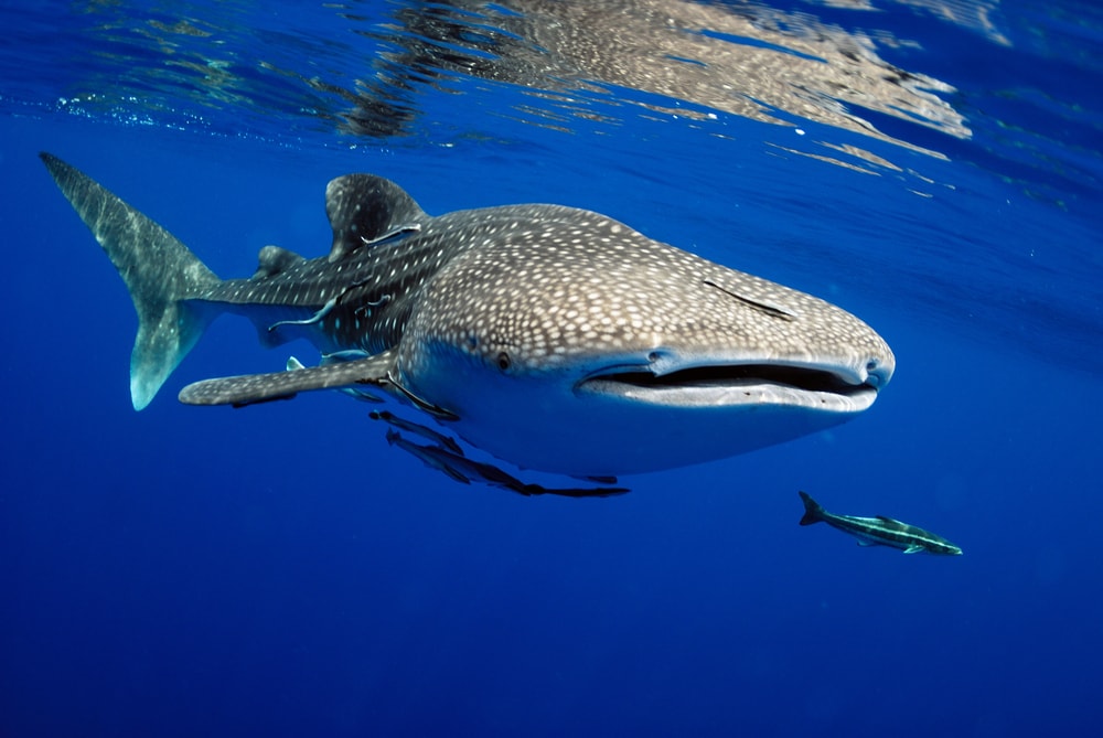 Whale shark swimming with little sharks beneath it