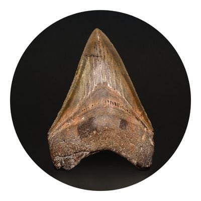 Teeth of megalodon on black background