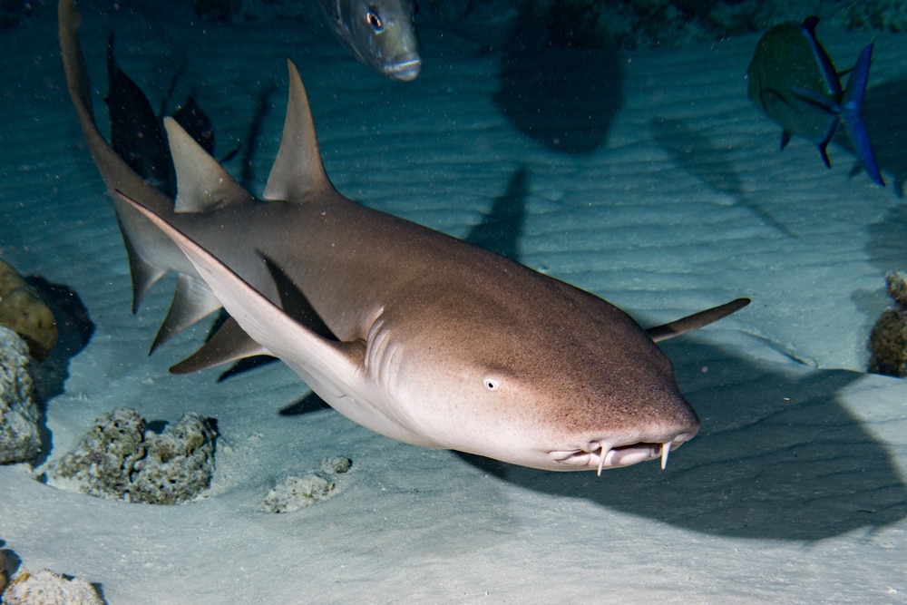 Nurse Shark (Ginglymostoma cirratum) swimming during night