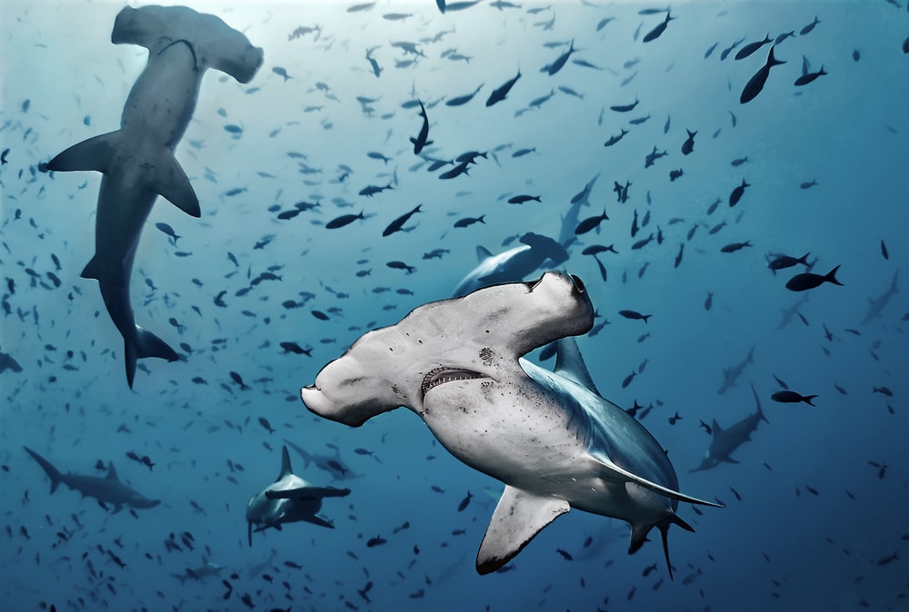 Hammerhead (Sphyrnidae Sp.) swimming with lots of fish in the ocean